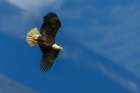 Bald eagle with sights on target, Washington State Botanical Print